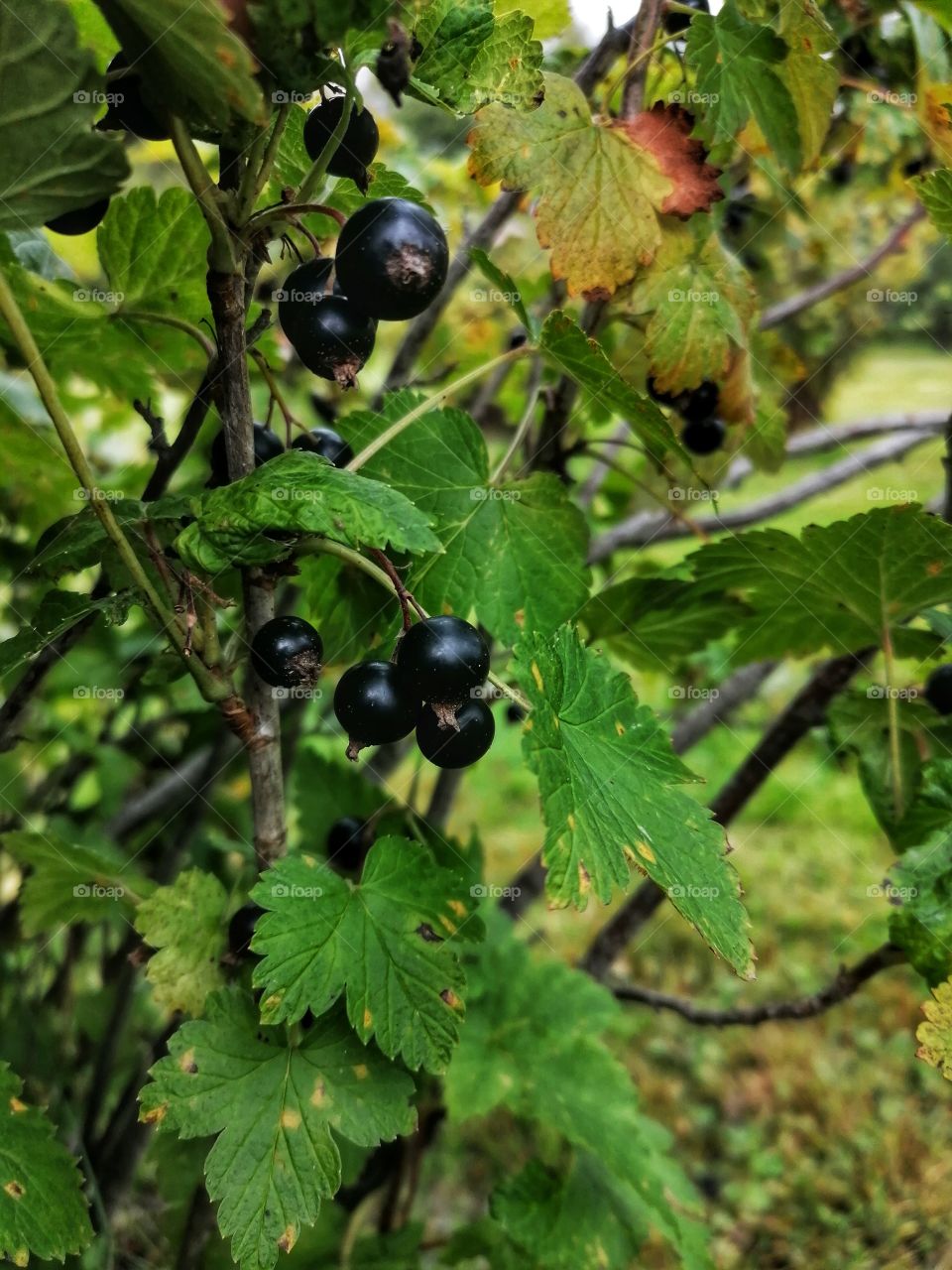 Lovely and sweet blackcurrants in the bush.