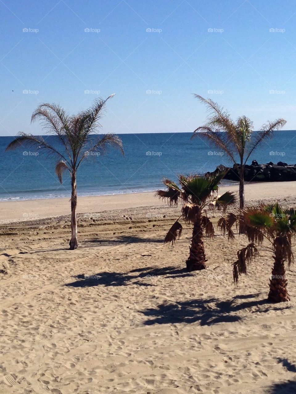 Palm tree beach 