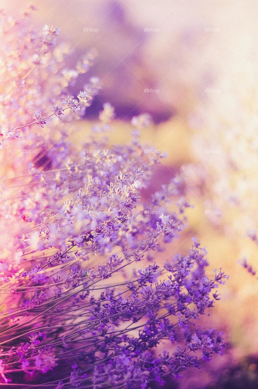 Purple tenderness, lavender
