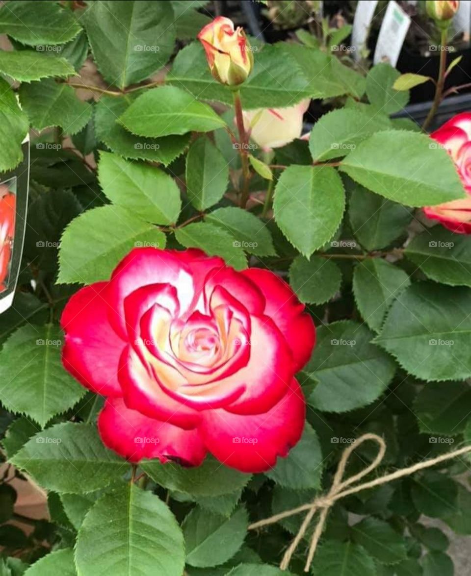 The Rare Kind of Roses