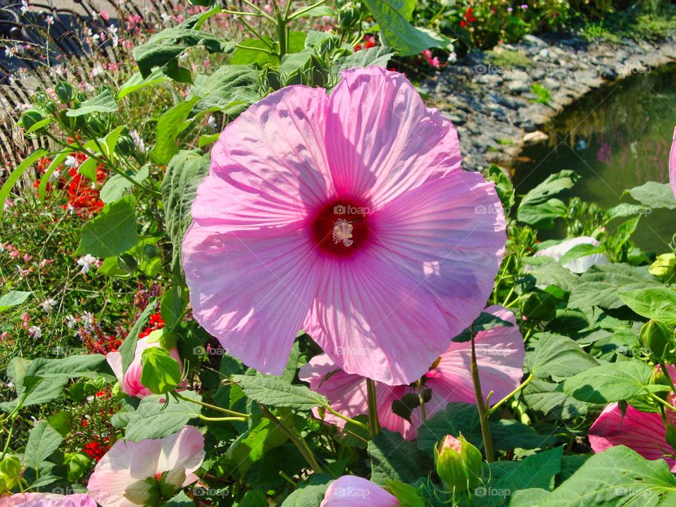 Crimsoneyed rosemallow flower