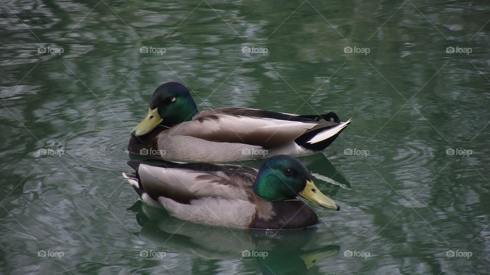 Two beautiful male mallard ducks. One is blind.
