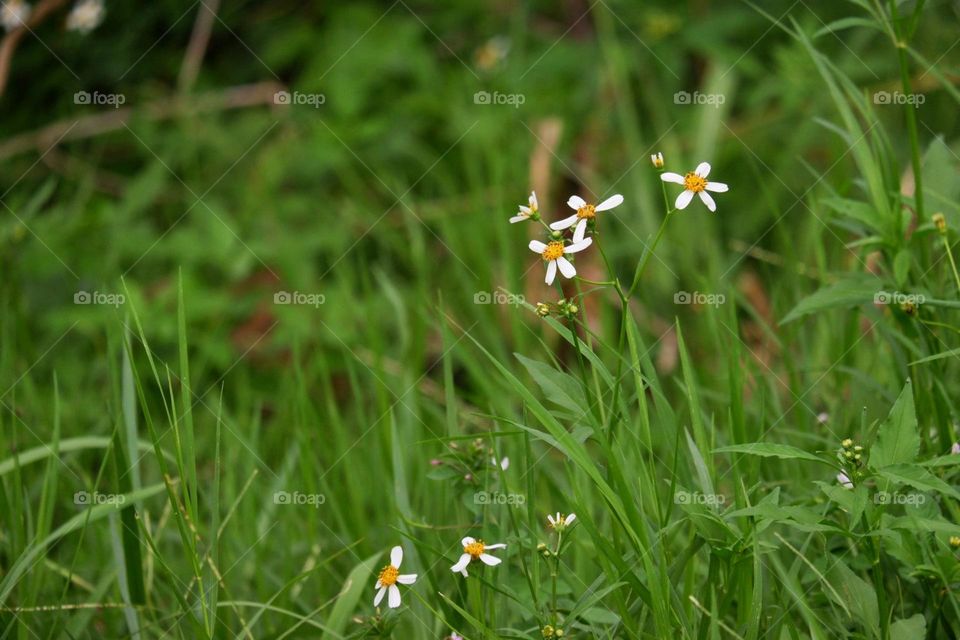 flowers, grass flowers, rainy season