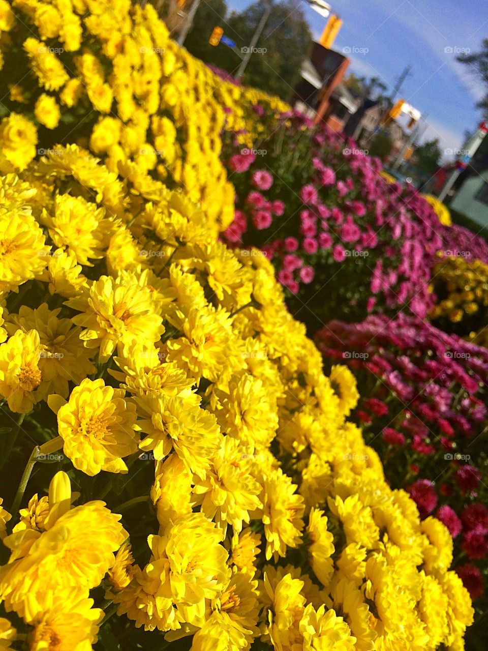 beautiful urban flowers ,Toronto 