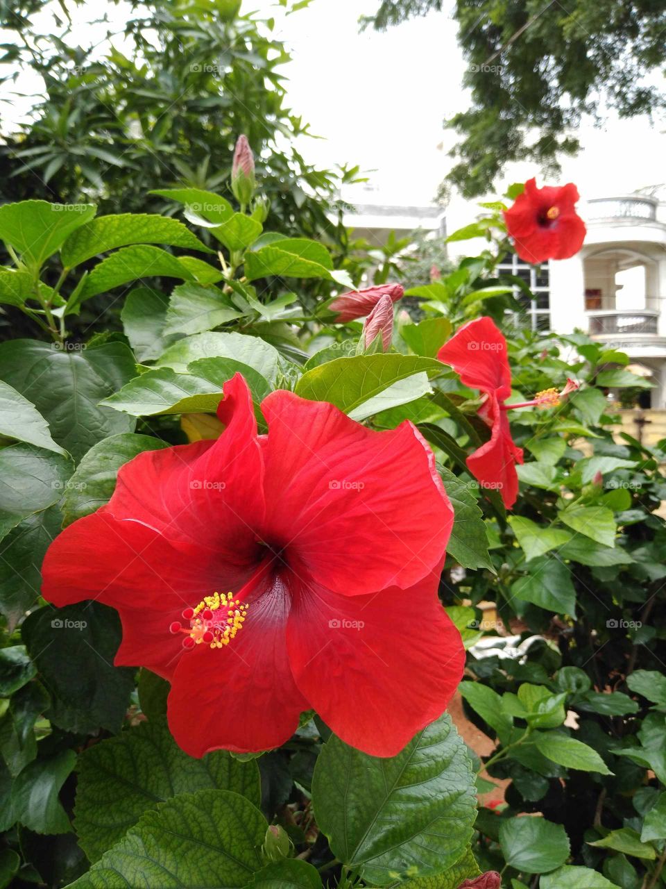 beautiful red hibiscus flowers in my garden