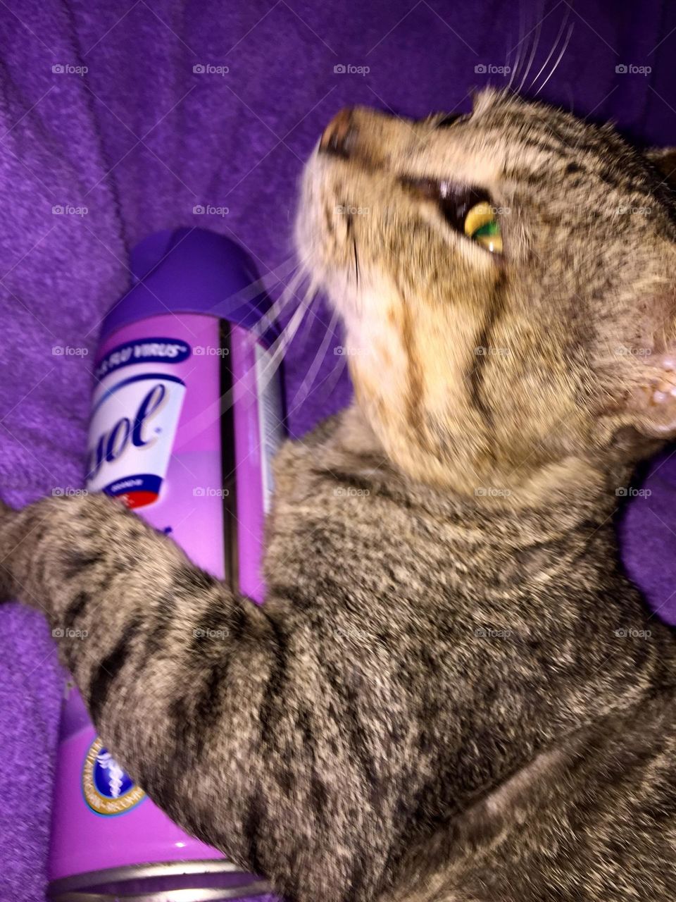 Lavender Lysol and the cat.