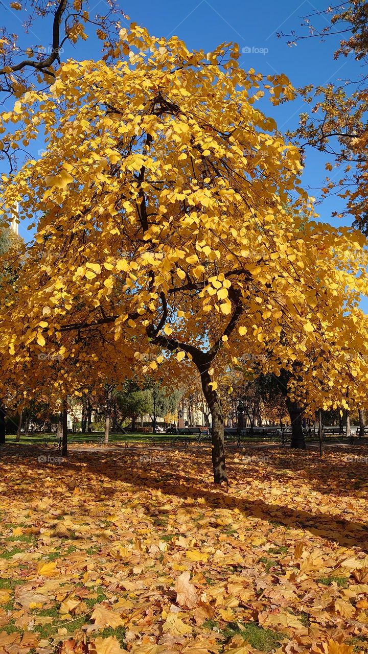 Fall time 🍁🍂 Sunny day 🍂🍁Autumn tree🍁🍂