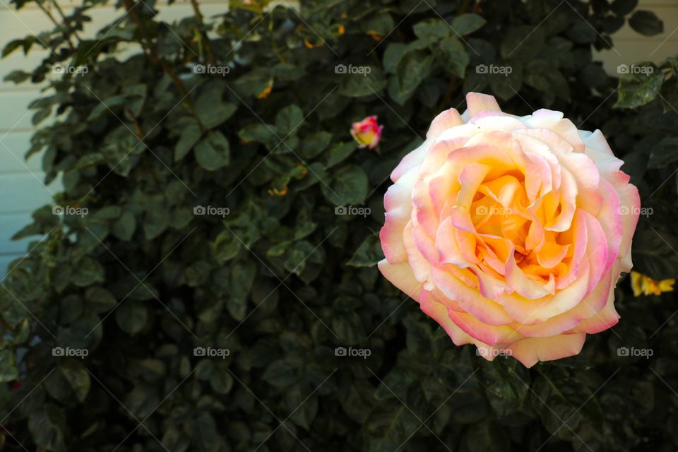 Multicolored rose