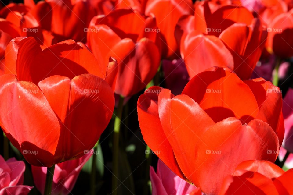 Red tulip closeup