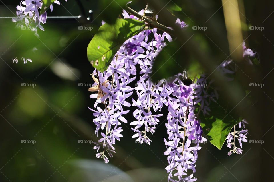 Beautiful lilac and purple flower with the sun shines from the back