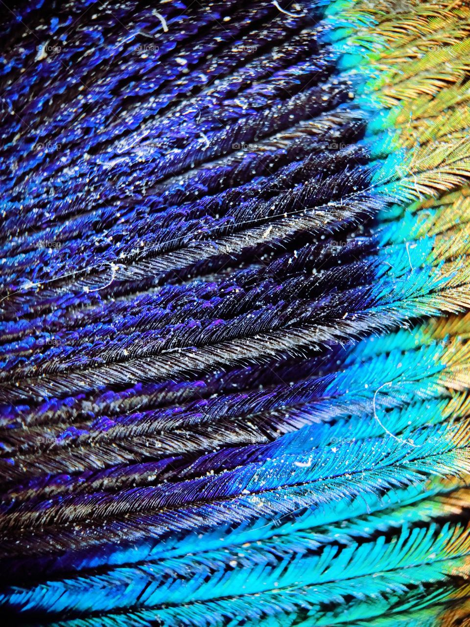 Peacock feathers under microscopes