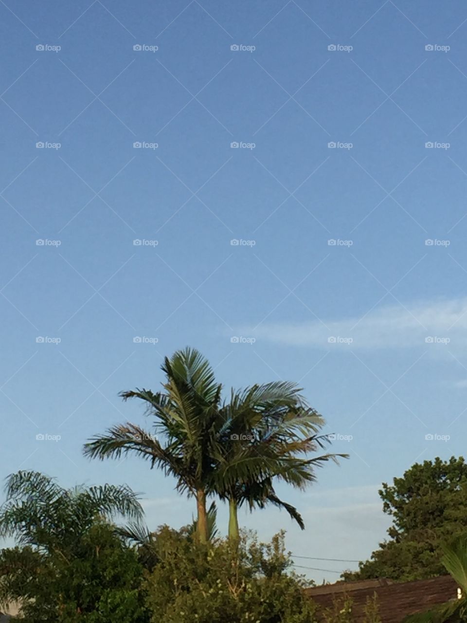 Palm trees over a clear blue sky with fluffy clouds