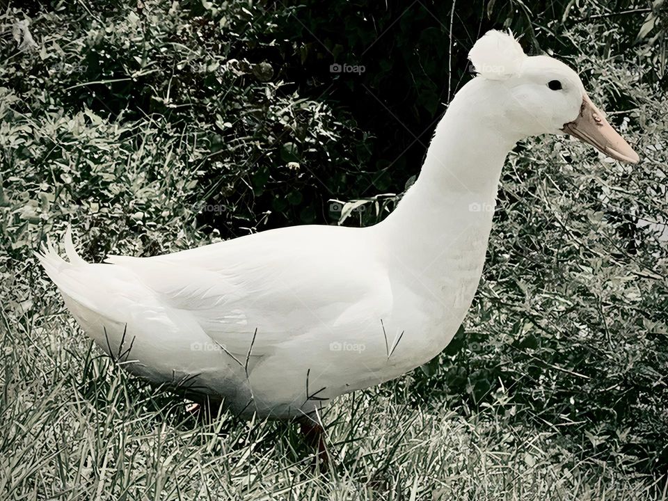 Beautiful Friendly White Duck Walking By Us In The City Park.