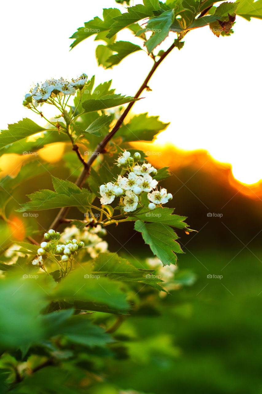 Spring blooming flowers