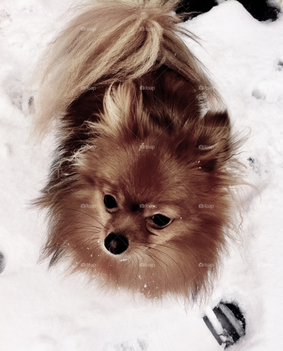 snow winter dog cold by binkyboo