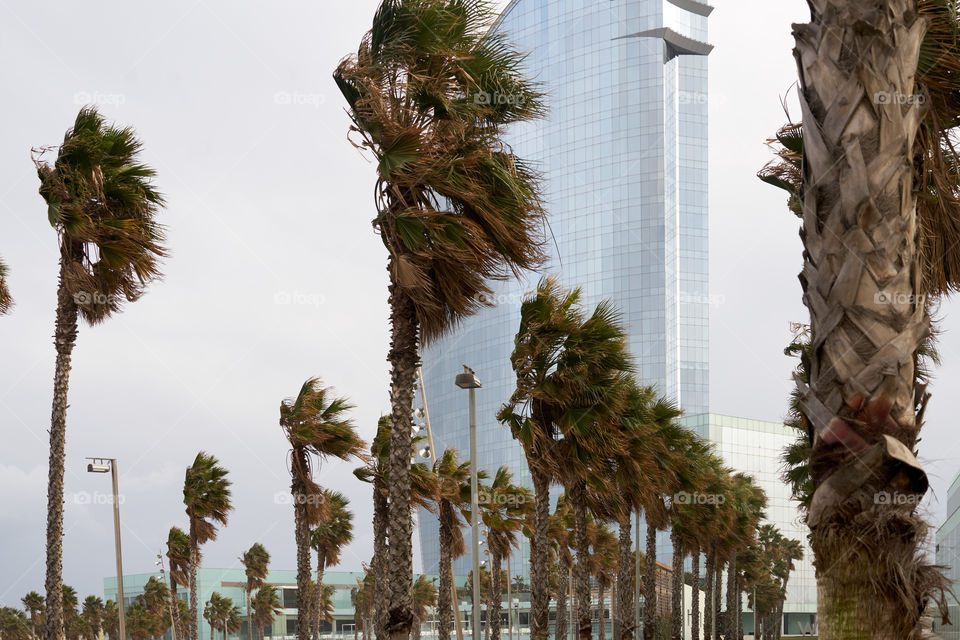 Palmeras en una tormenta de viento invernal