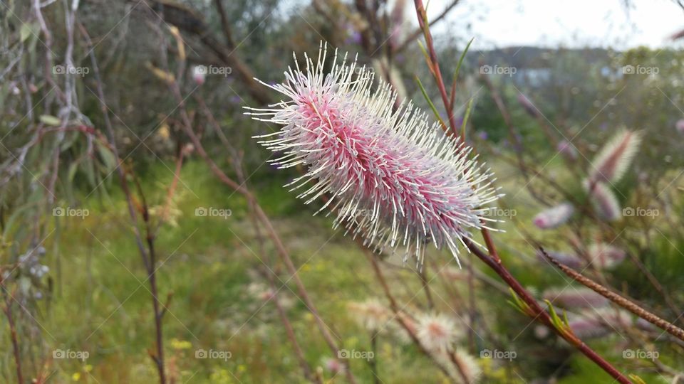 Hairy Flower