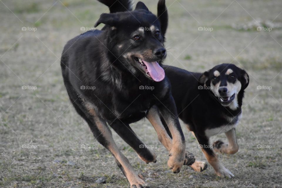 True friendship between there's they play