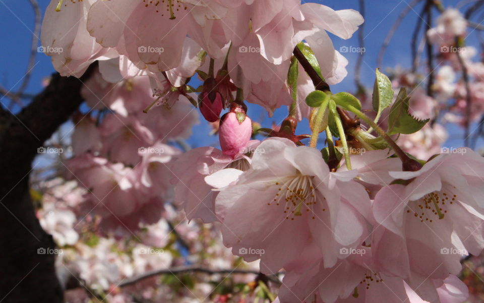 Cherry blossom bud