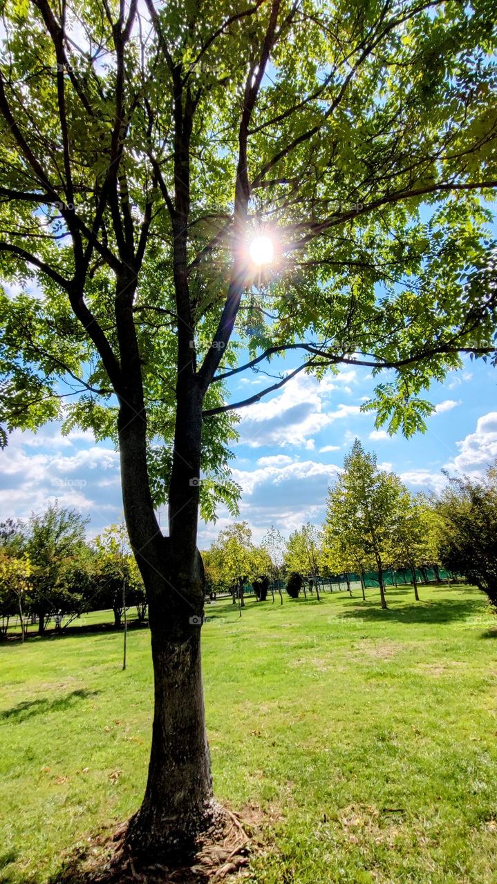 clouds among the trees
