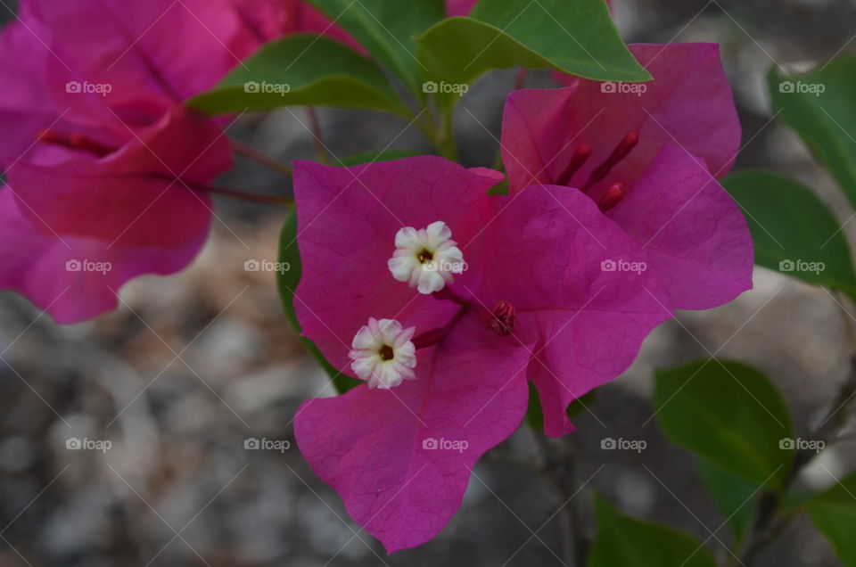 Flower Within Flower. Bougainville in spring