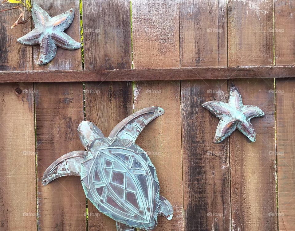 Turtles and star fish