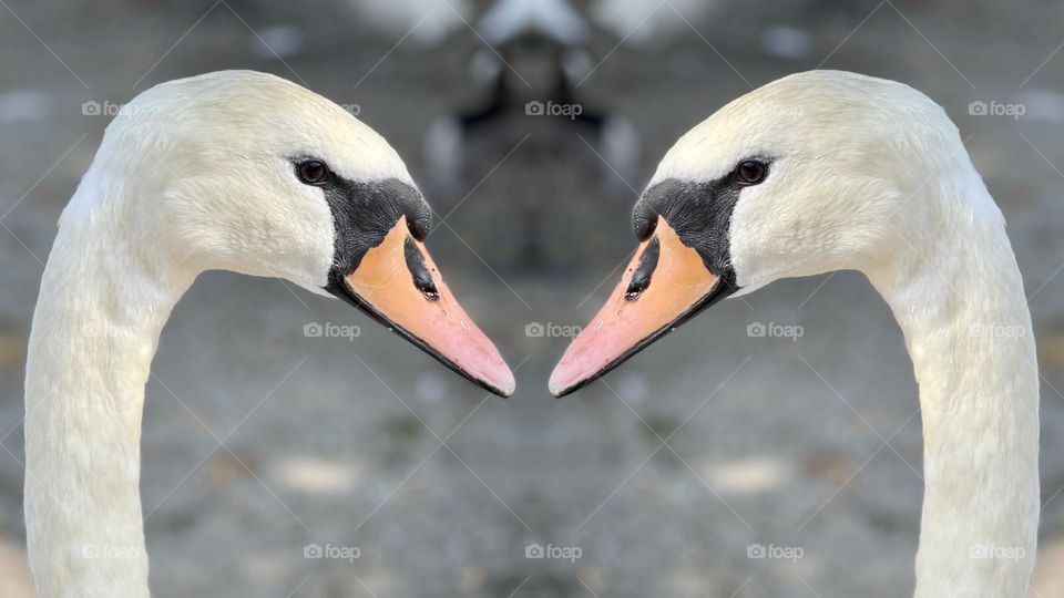 Eye to eye, beak to beak. A meeting of Mute Swans.
