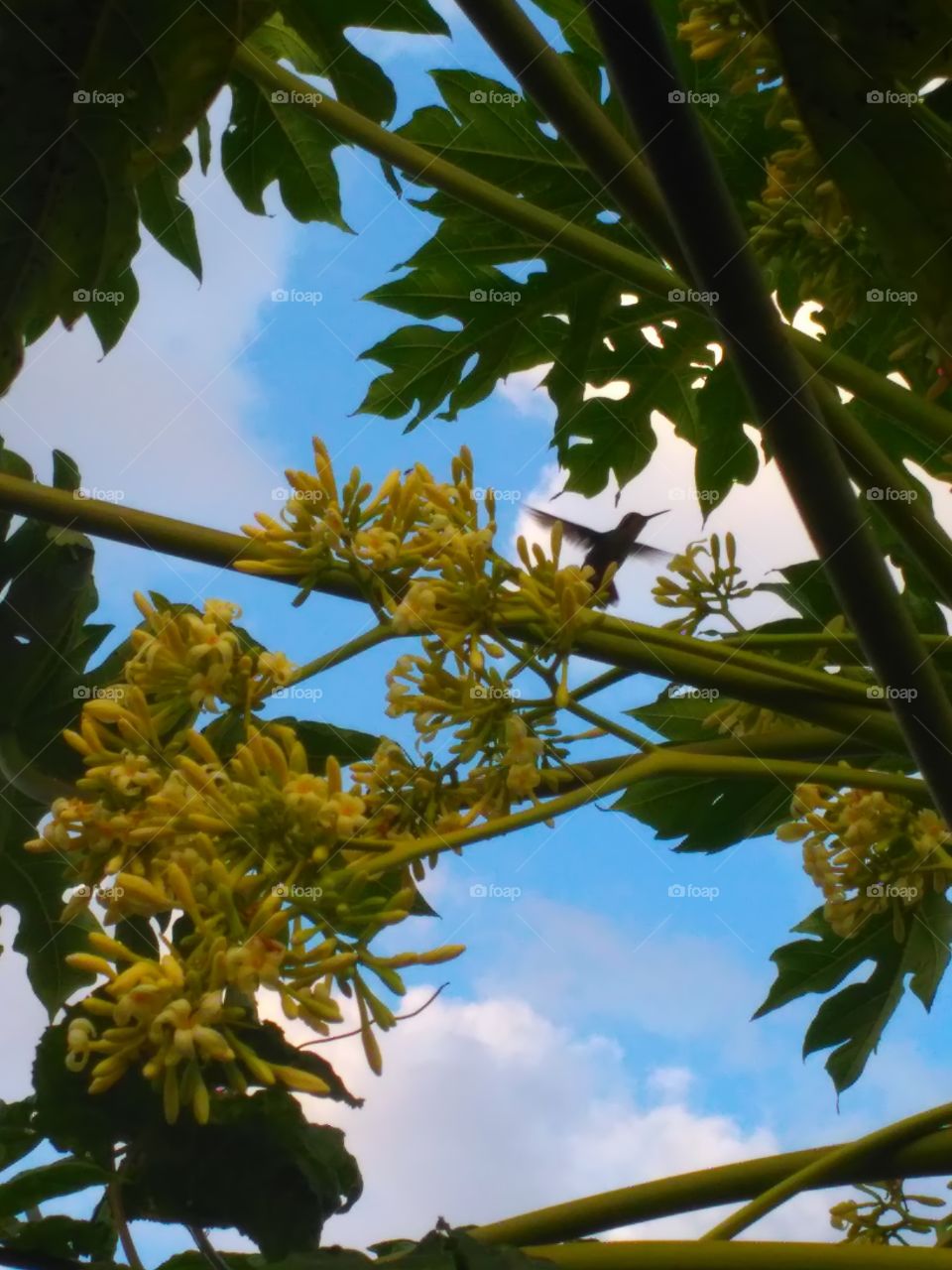 Hummingbird, beija-flor
