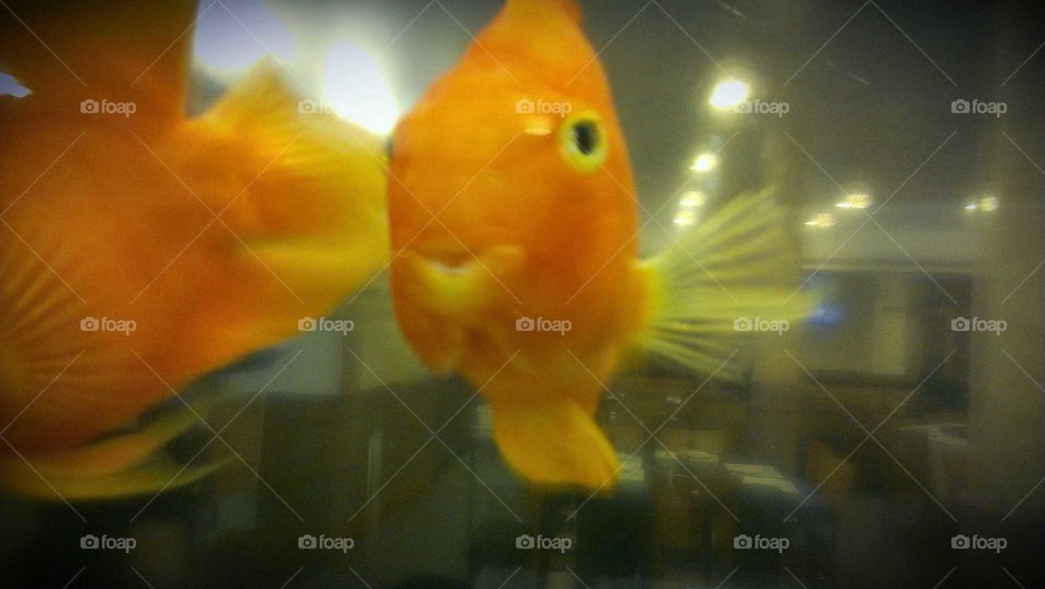 Aquarium, Underwater, Fish, Water, Goldfish