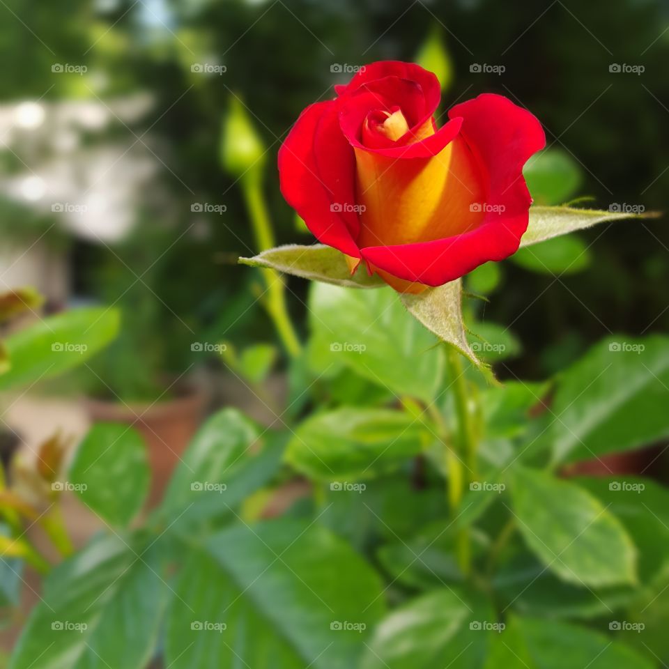 ketchup & mustard rose