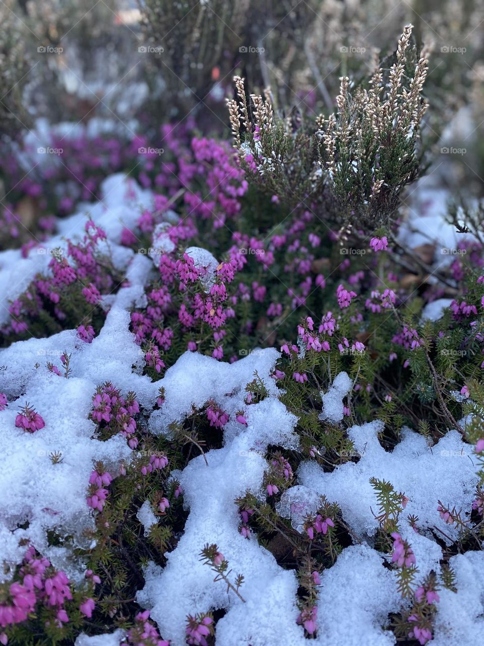 Beautiful flowers, plants under the snow 