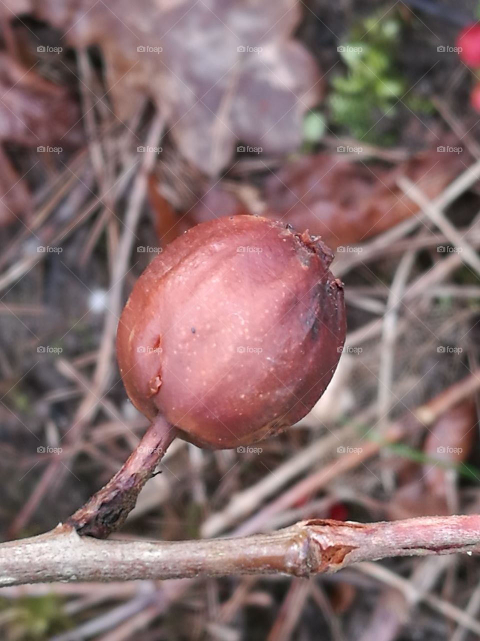 Nut On Branch