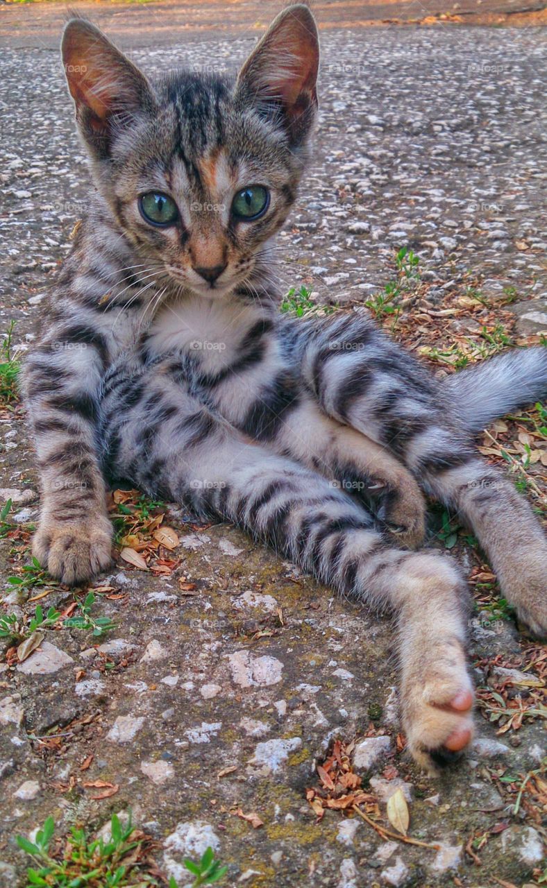 Cat looking at camera