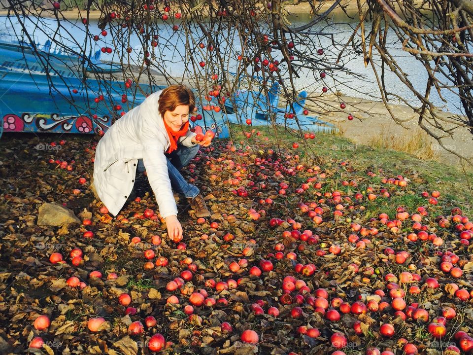 Woman picking up red apples