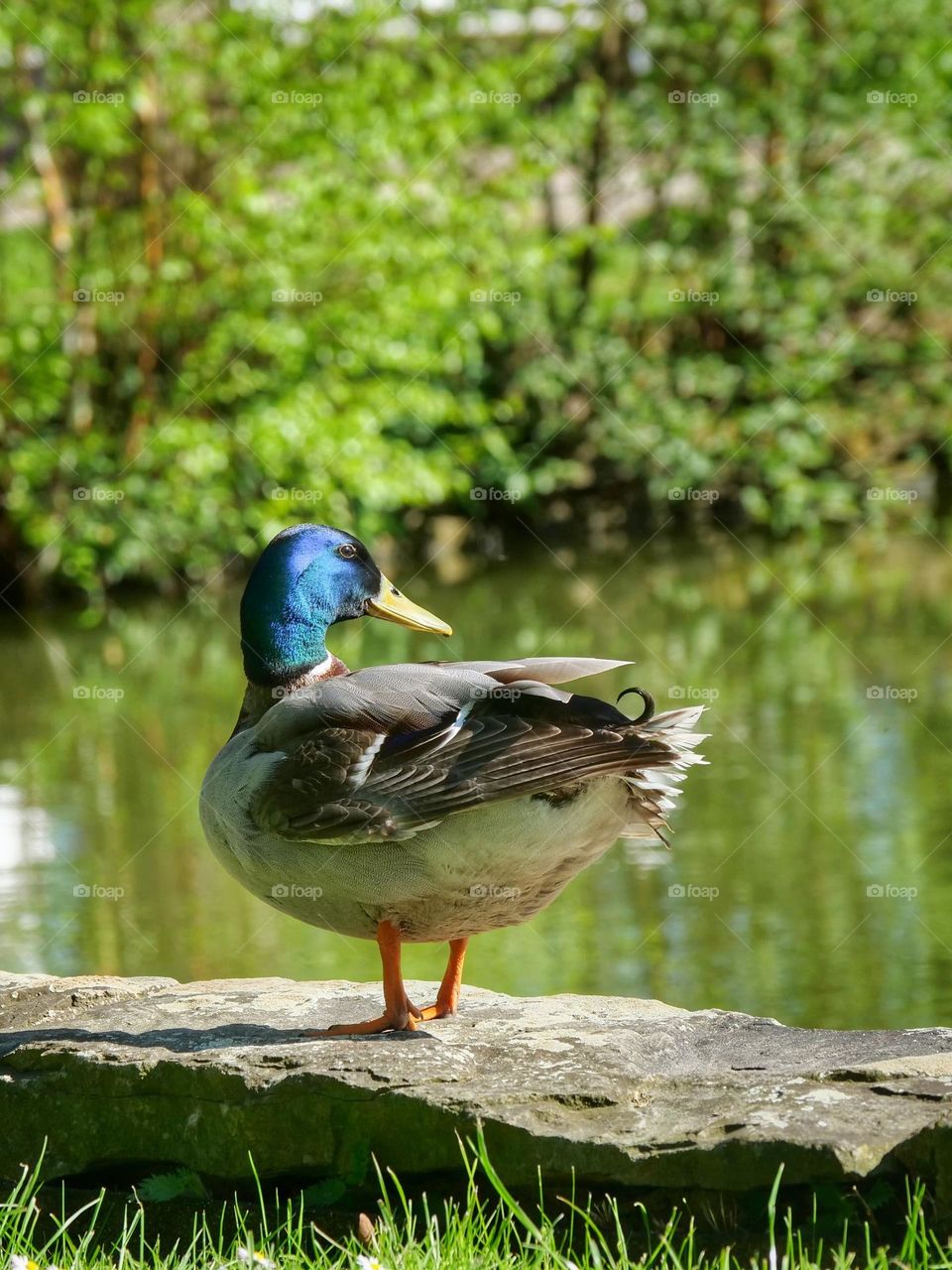 Duck in city park