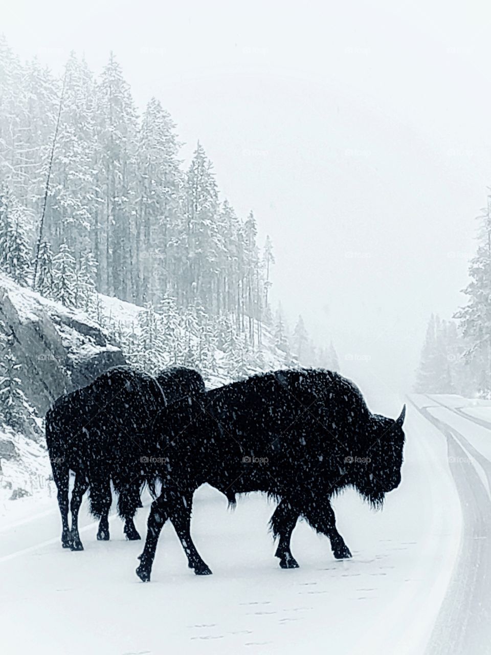 Bison at Yellowstone