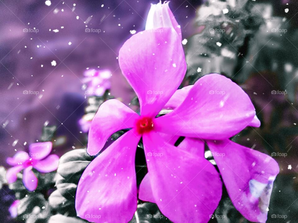 snow flurry on beautiful flower