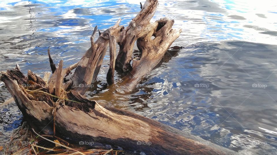 Driftwood