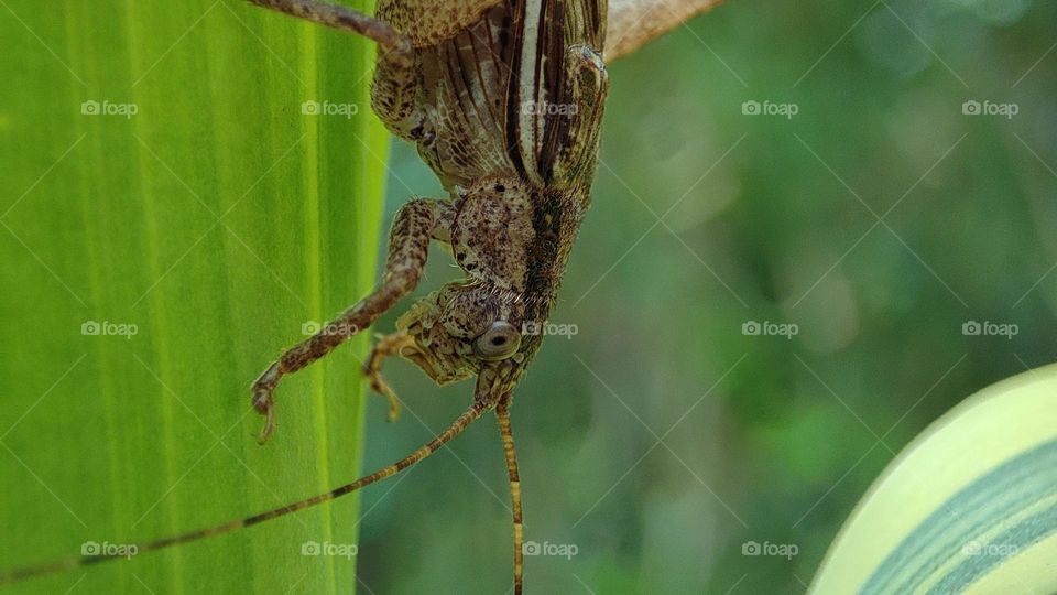 Locust on a green plant