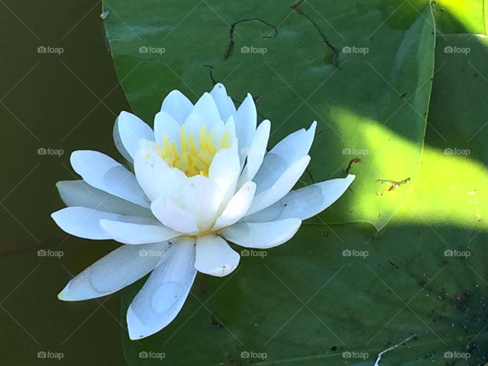 lotus