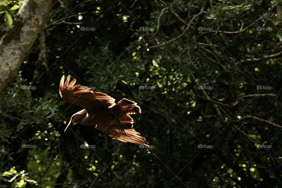 A close up shot of a hamerkop mid flight 