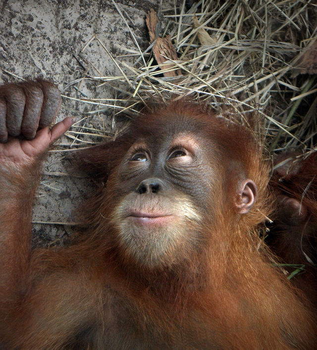 relax animal chimp naptime by landon