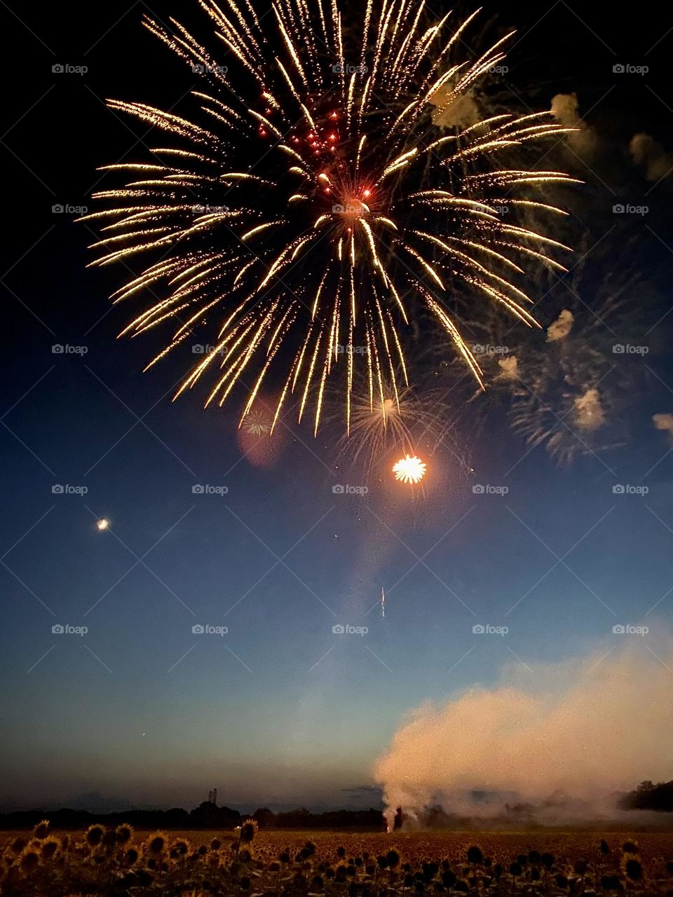 Fireworks over a field of sunflowers