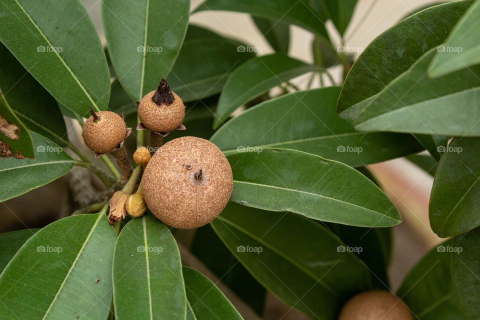 Sapodilla Fruit