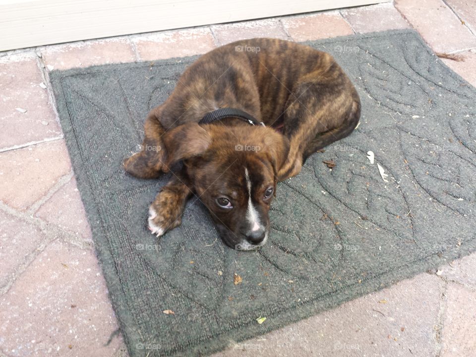 innocent puppy porch rug sad napping nap sleep front door cute