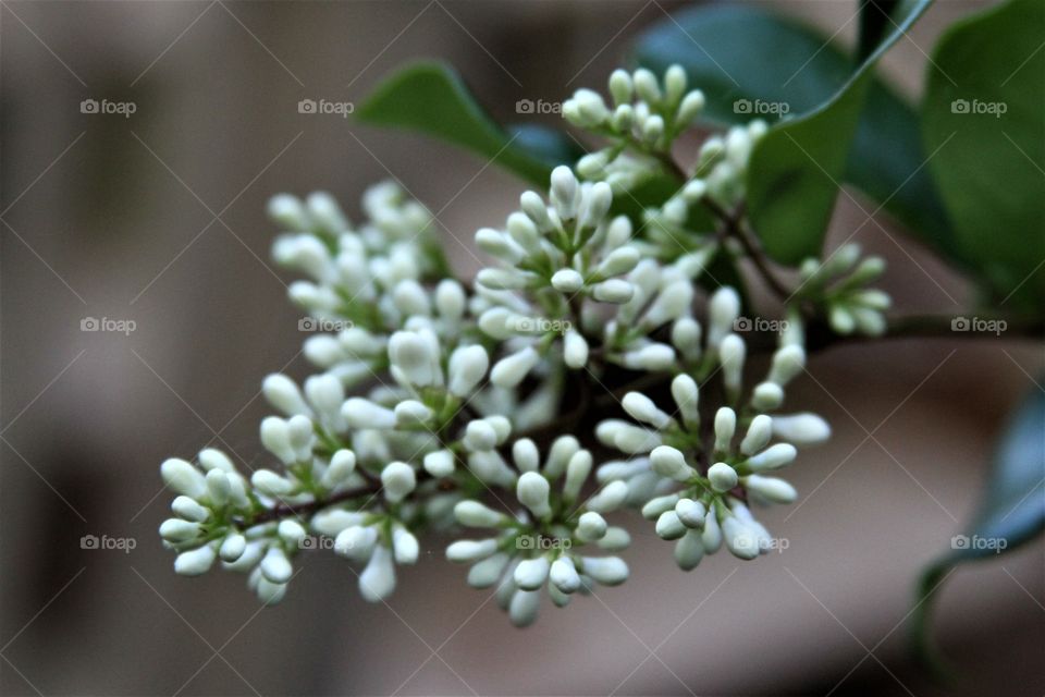 buds waiting to bloom.