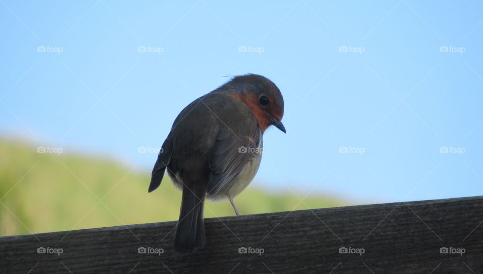 Robin posing for the camera