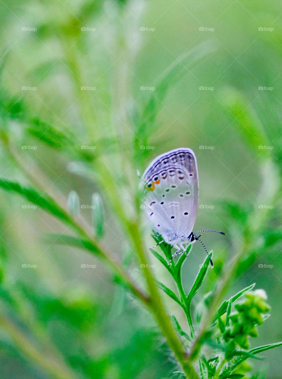 A Small Blue butterfly pauses on a blade of brome grass just long enough to get its picture taken