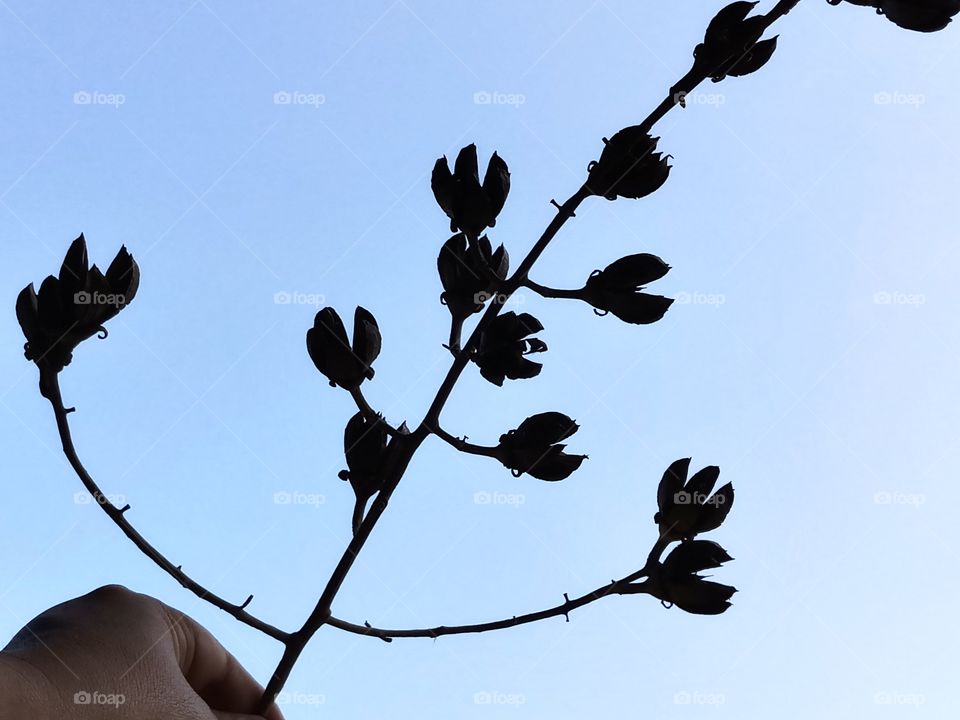 a branch of dry flower posure into the blue sky