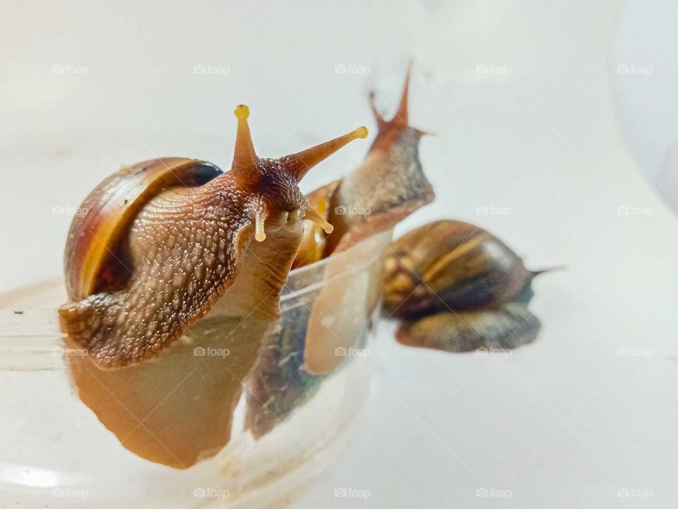three garden snails isolated on white.